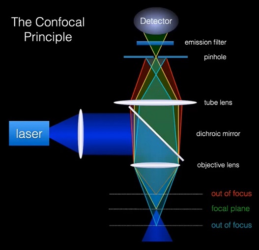Principle of confocal microscopy Principle of confocal microscopy