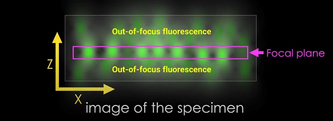 Out-of-focus fluorescence Out-of-focus fluorescence