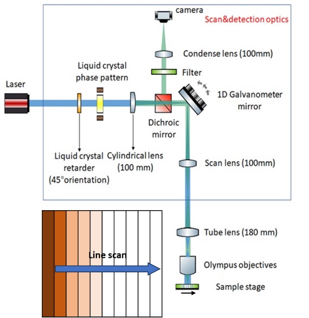 Line scanning confocal microscopy Line scanning confocal microscopy
